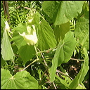 abutilon-sandwicense-3