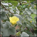 gossypium